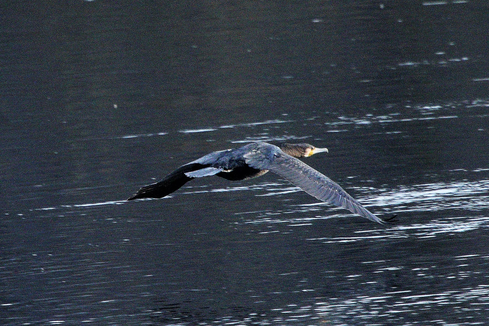 Cormorant