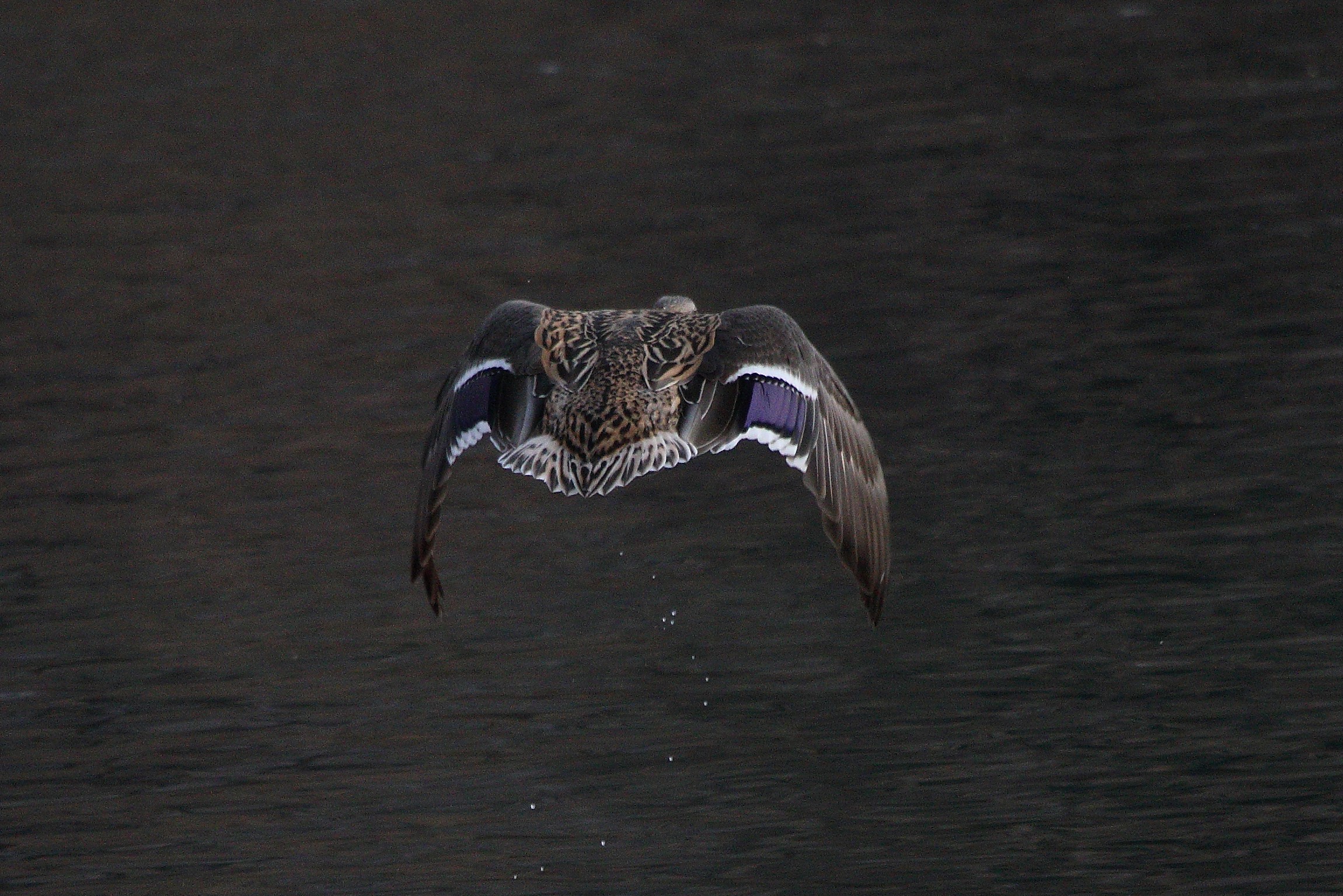 mallard from behind