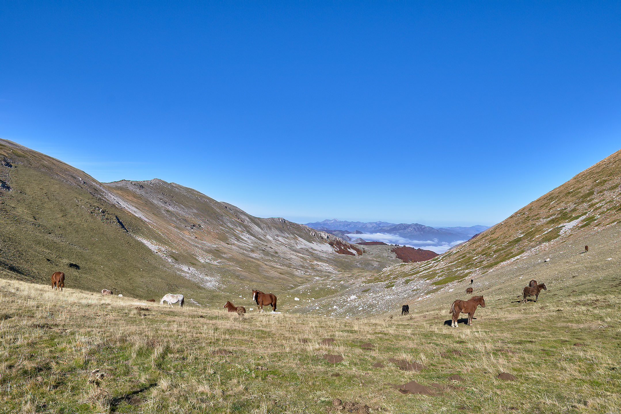 Into the Wild