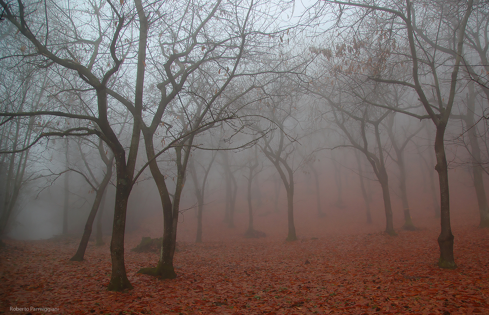Il Bosco del mistero