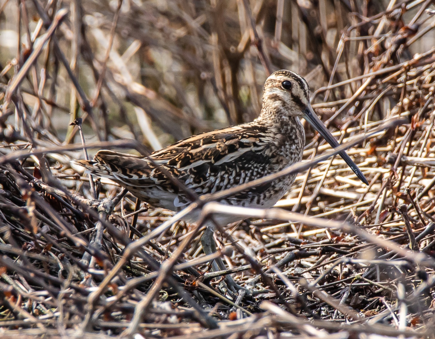 Camouflaged snipe