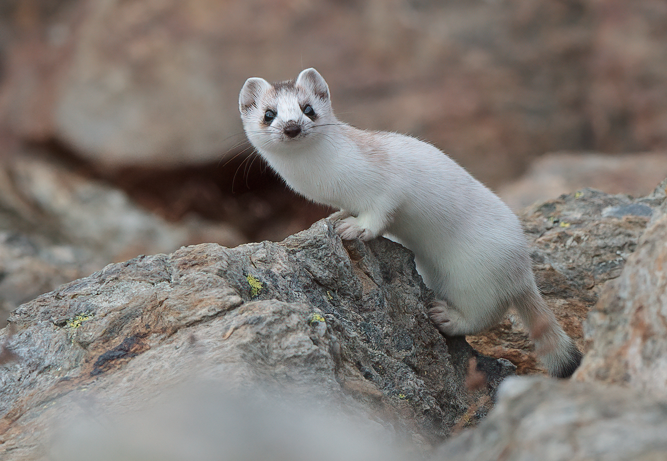 Ermine in winter molt