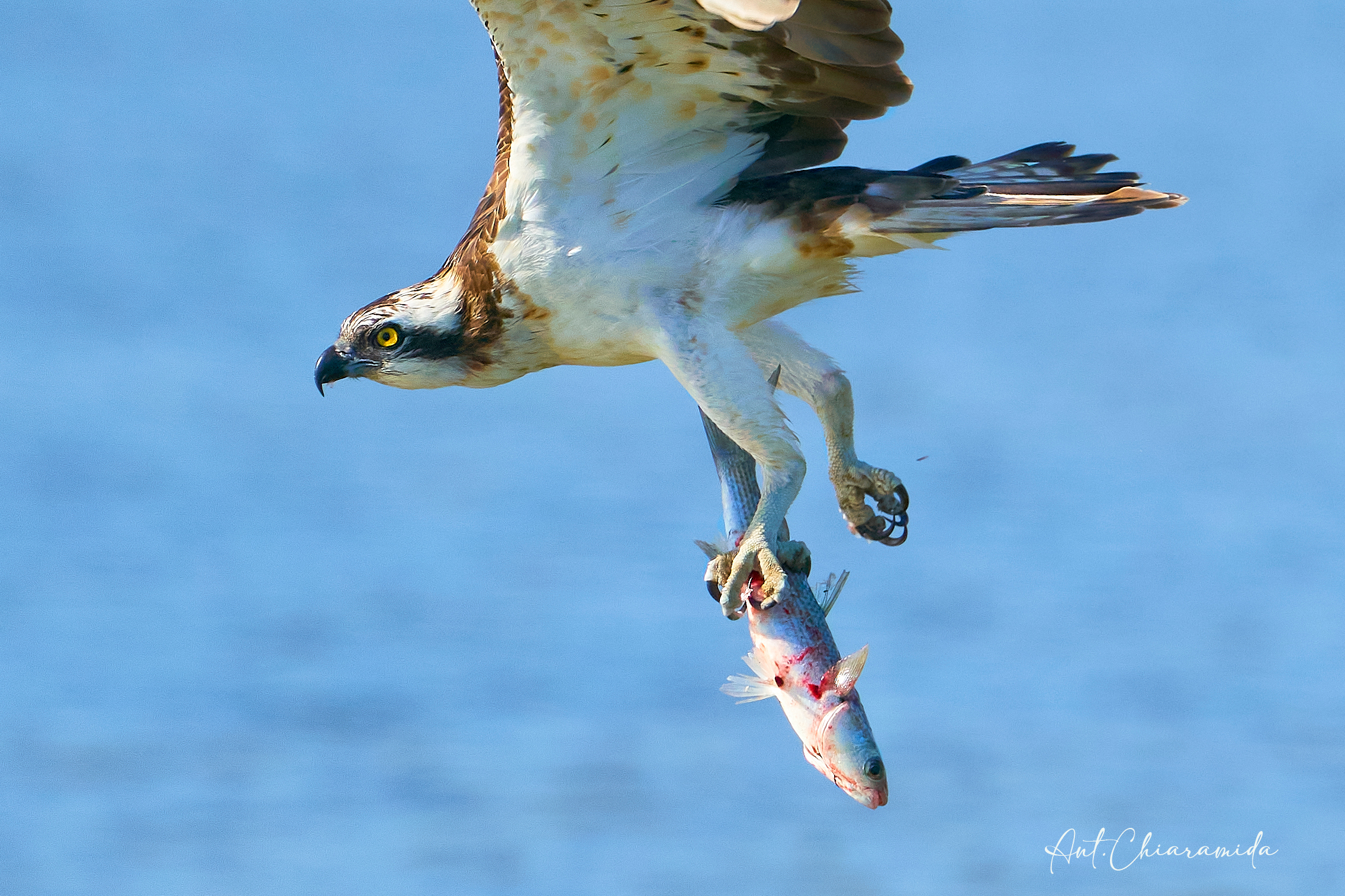 Falco Pescatore