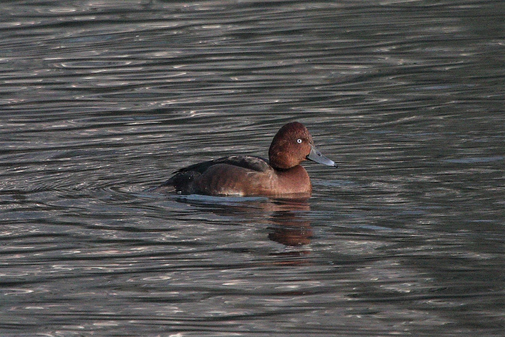 ferruginous duck