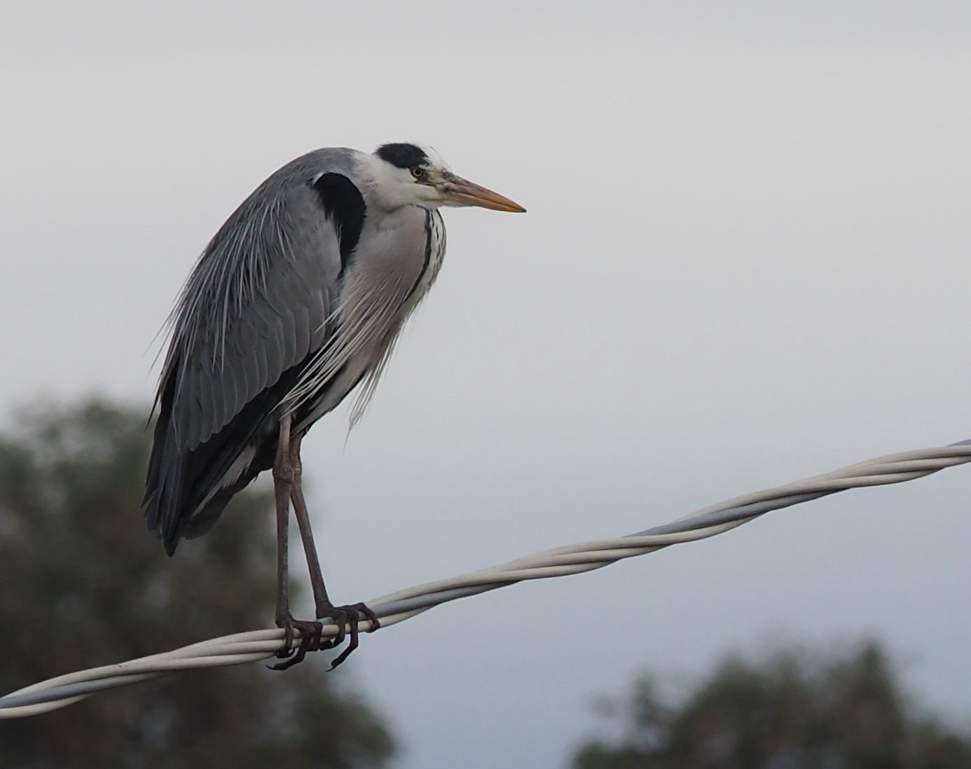 Grey heron