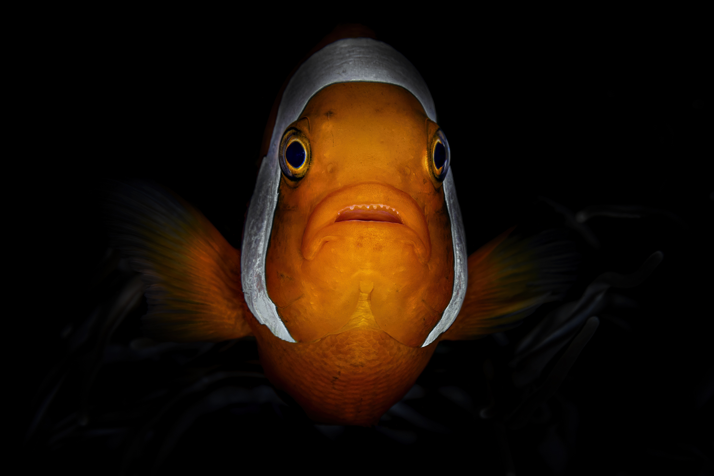 pesce pagliaccio