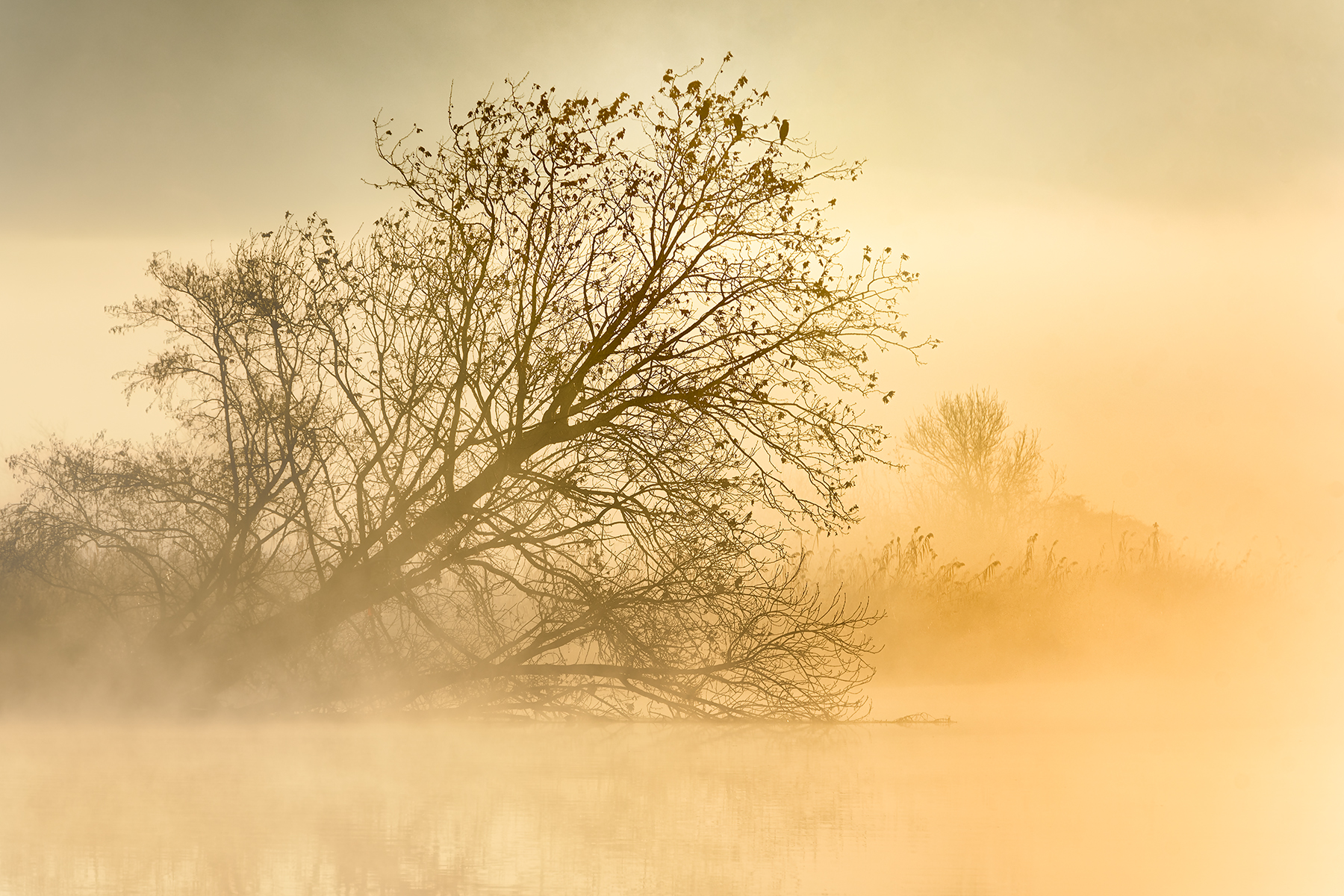 Nel regno dei cormorani