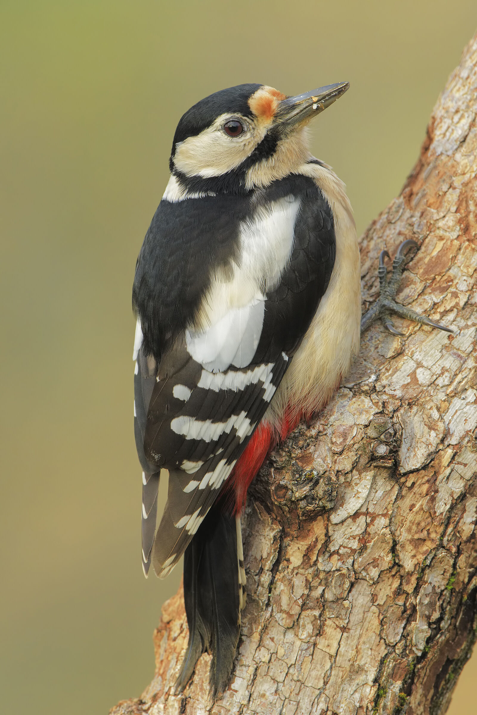 Picchio rosso maggiore