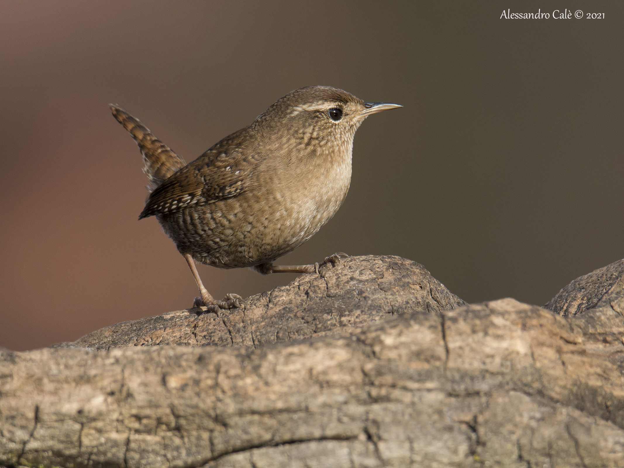 Troglodytes troglodytes (Scricciolo) 2601