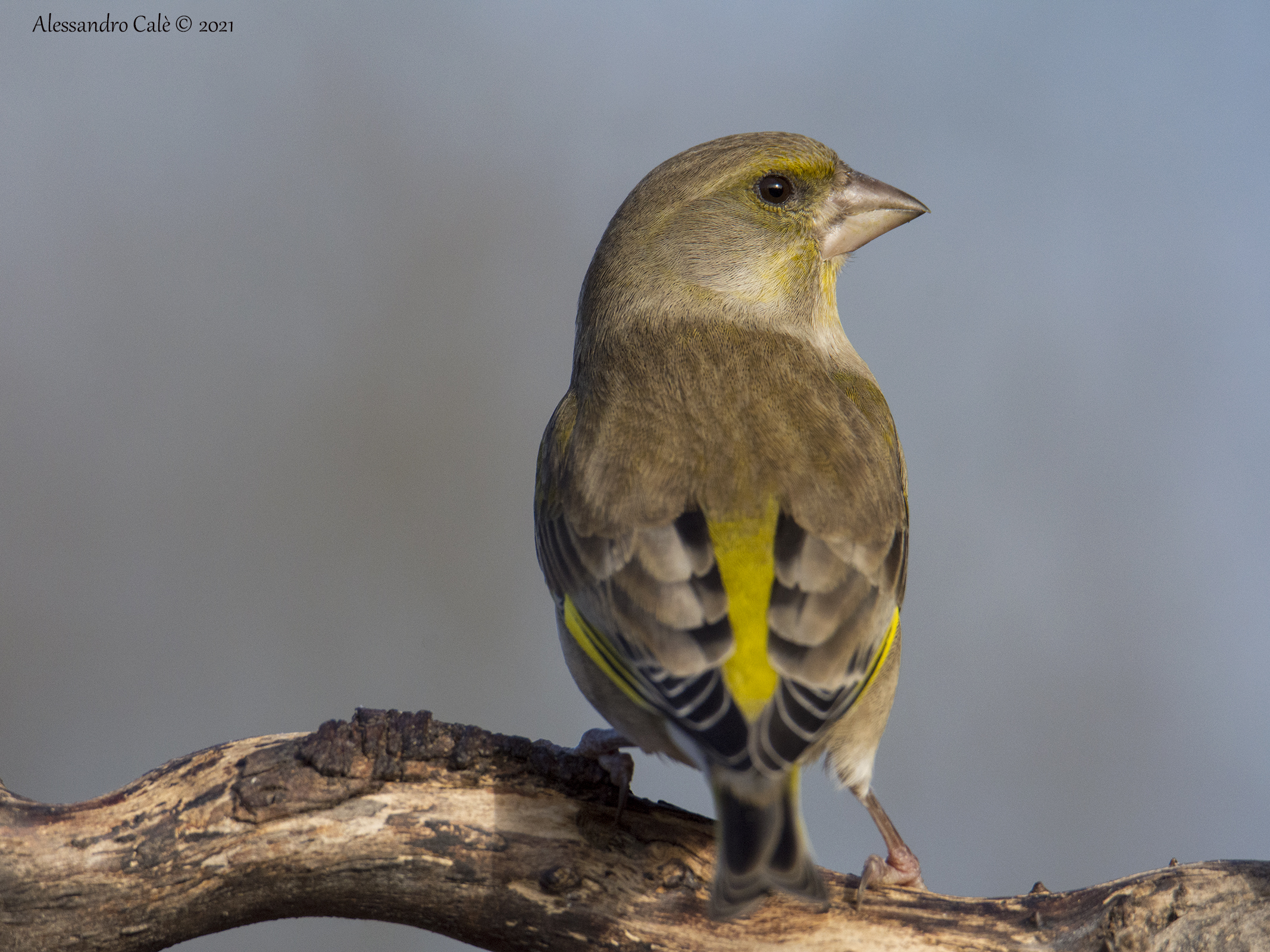 Carduelis chloris (Verdone) 2597