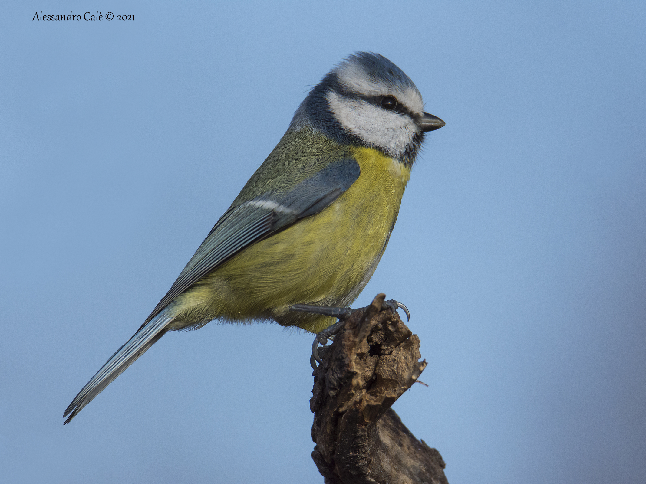 Cyanistes caeruleus (Cinciarella) 2543