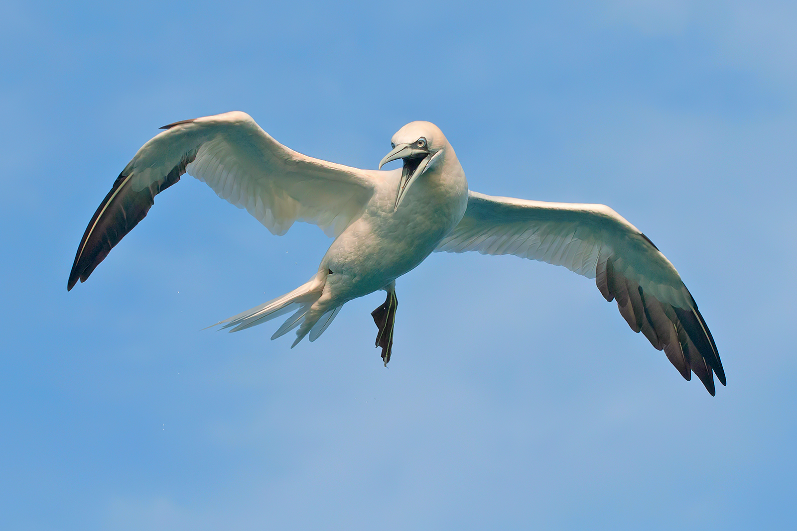 Northern gannet.