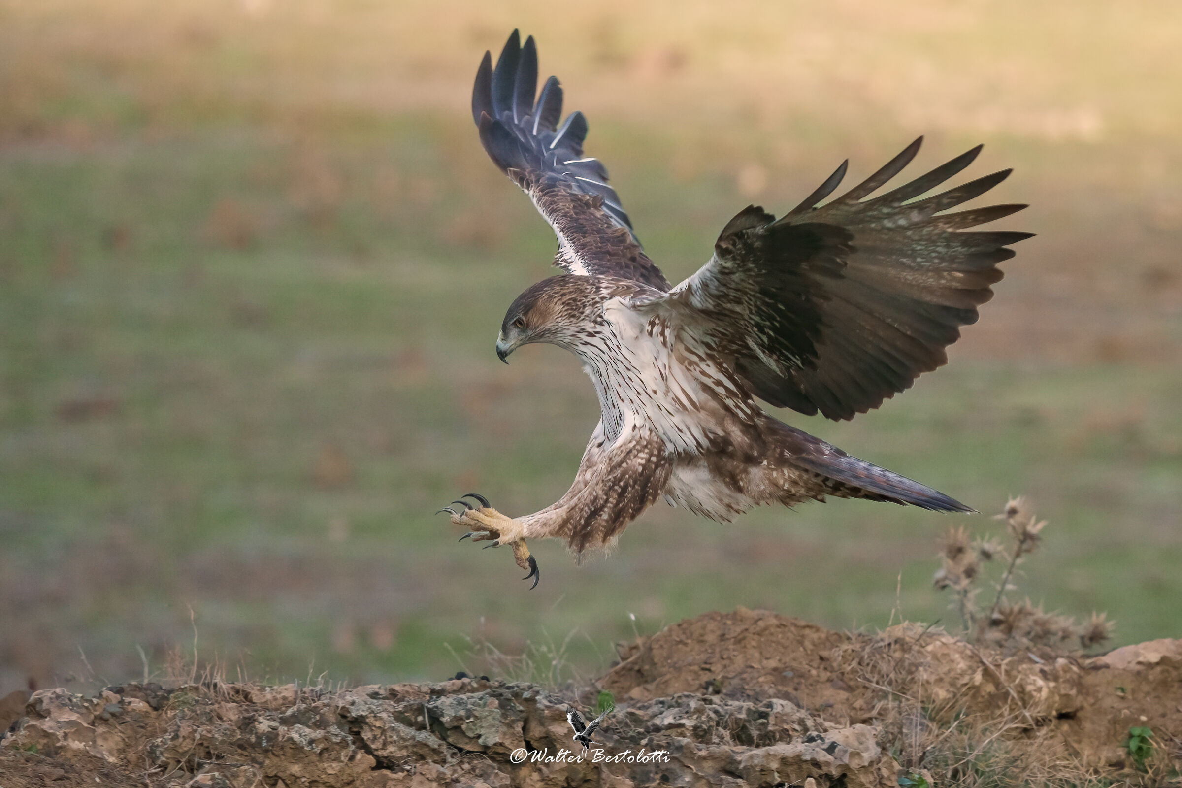 l'arrivo della bonelli