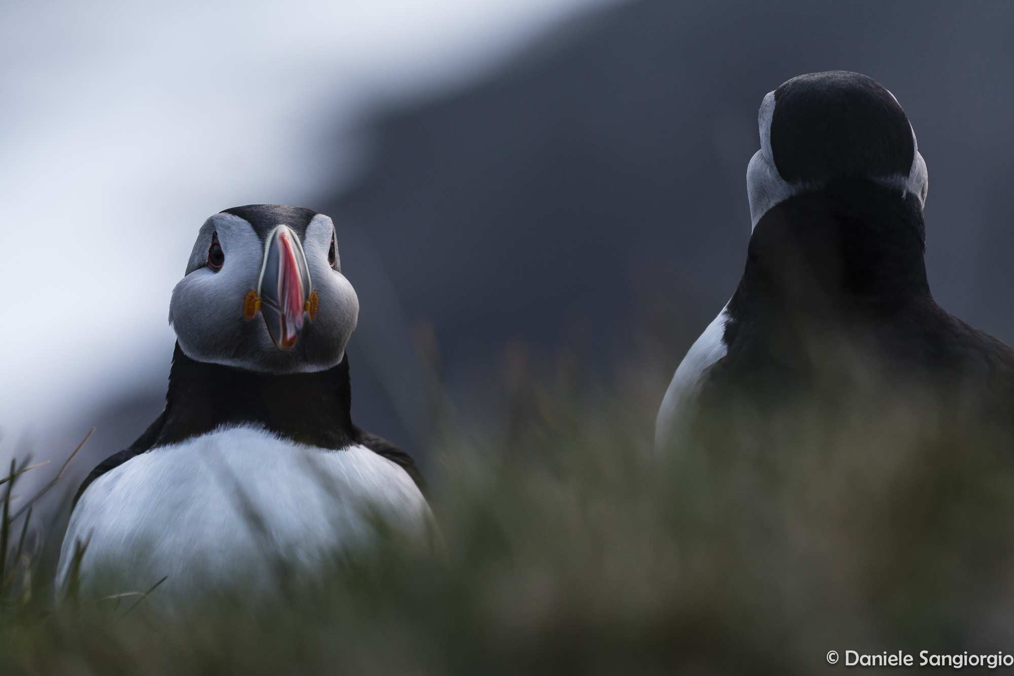Puffins angry