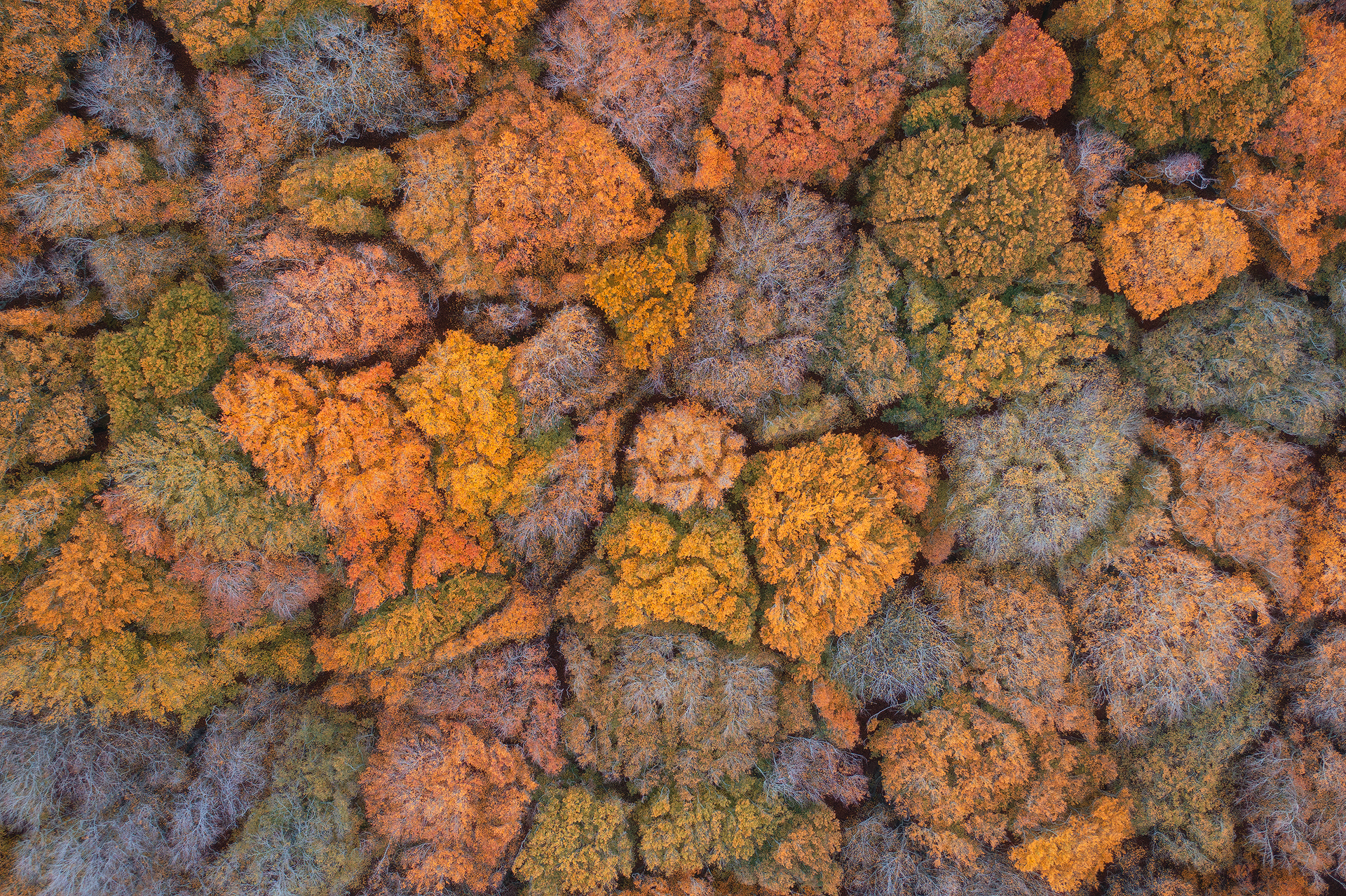 Autumn Colors