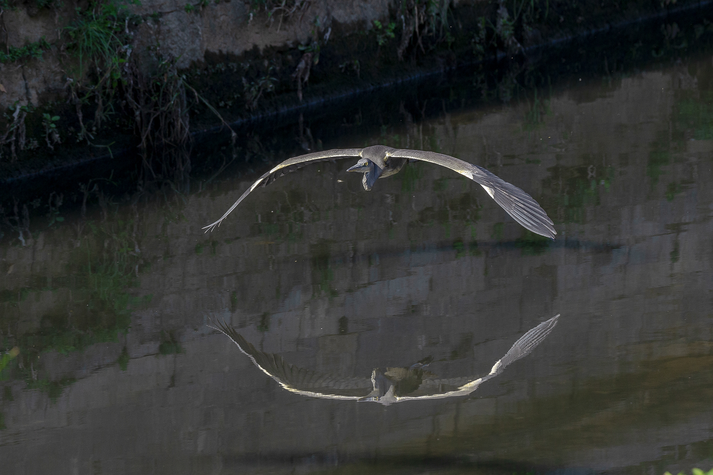 Reflected flight