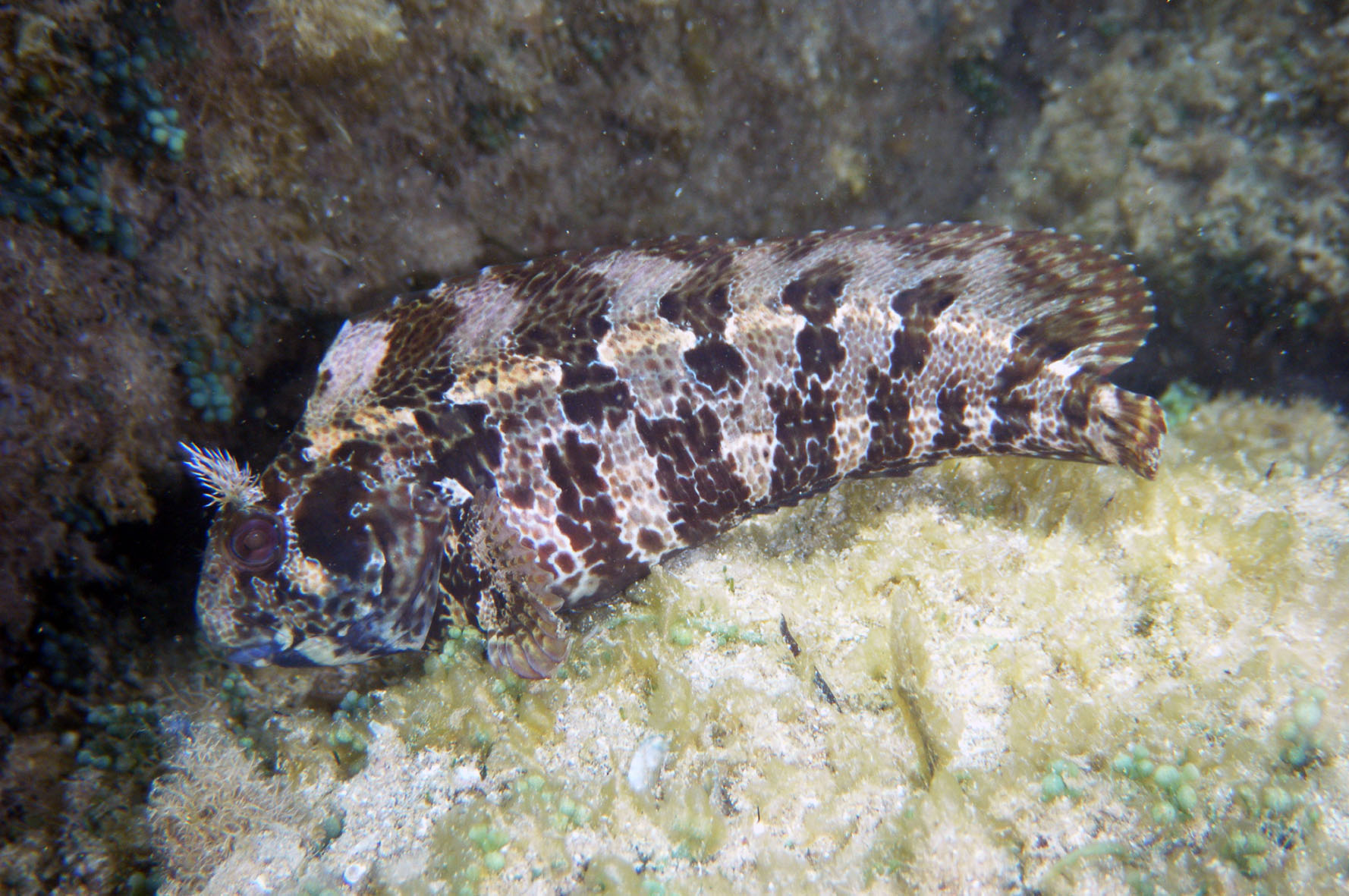 Horned blenny
