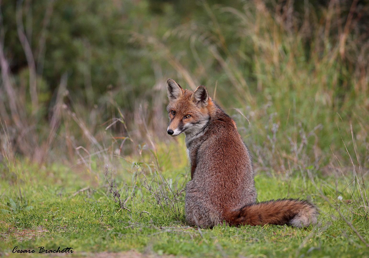 fox posing.