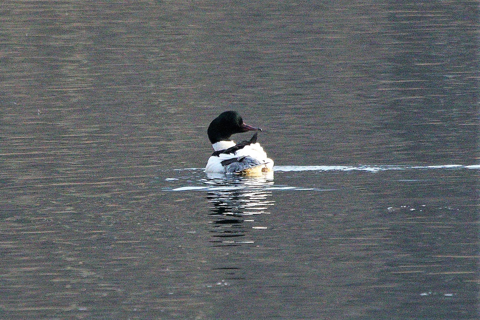 male merganser