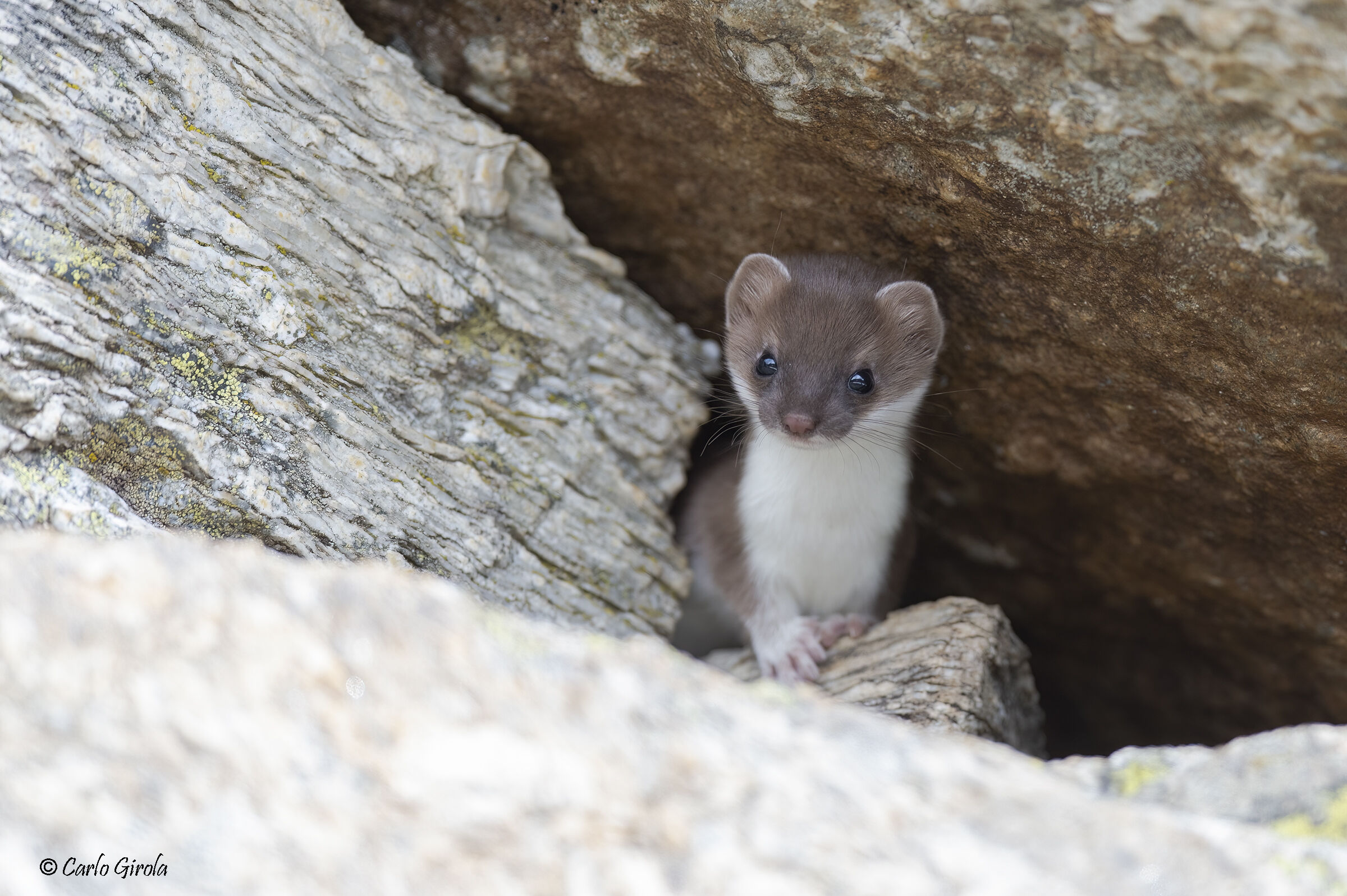 Ermine (Mustela erminea)