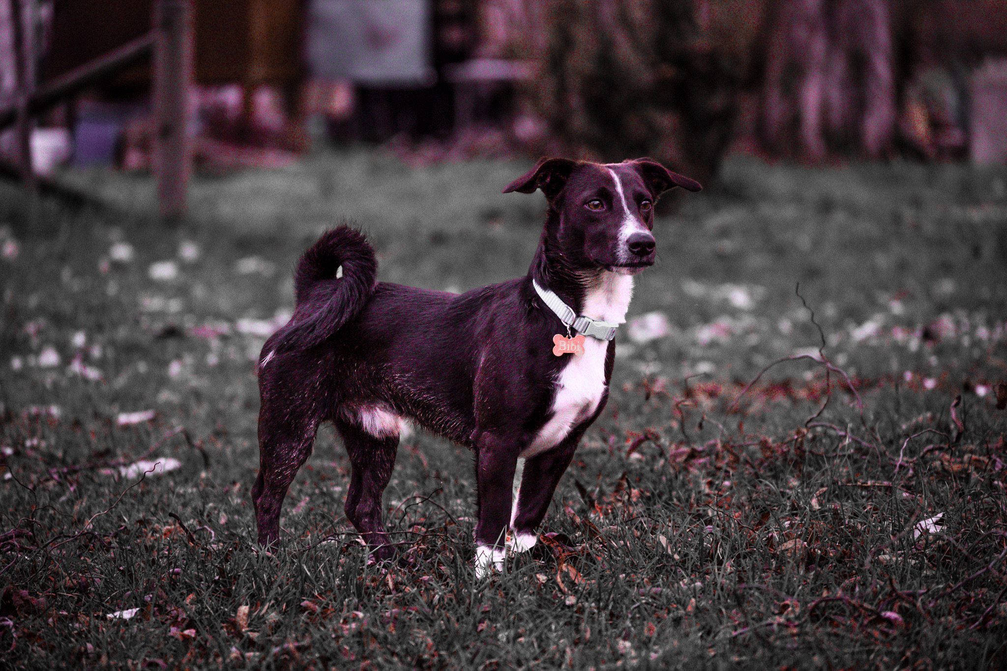 Dog