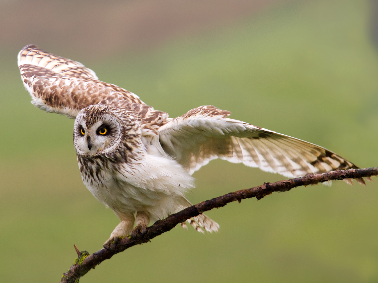 Short-eared Owl