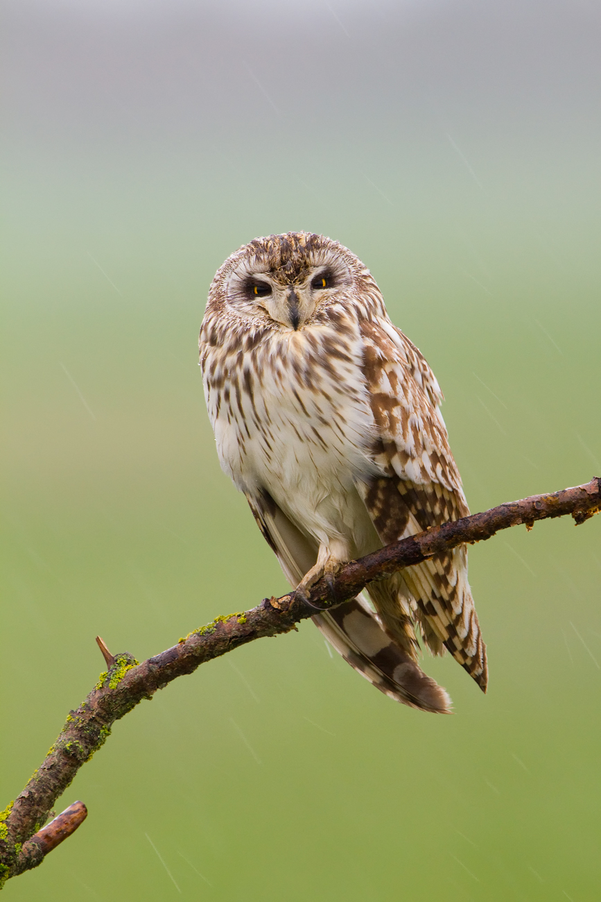 Short-eared Owl