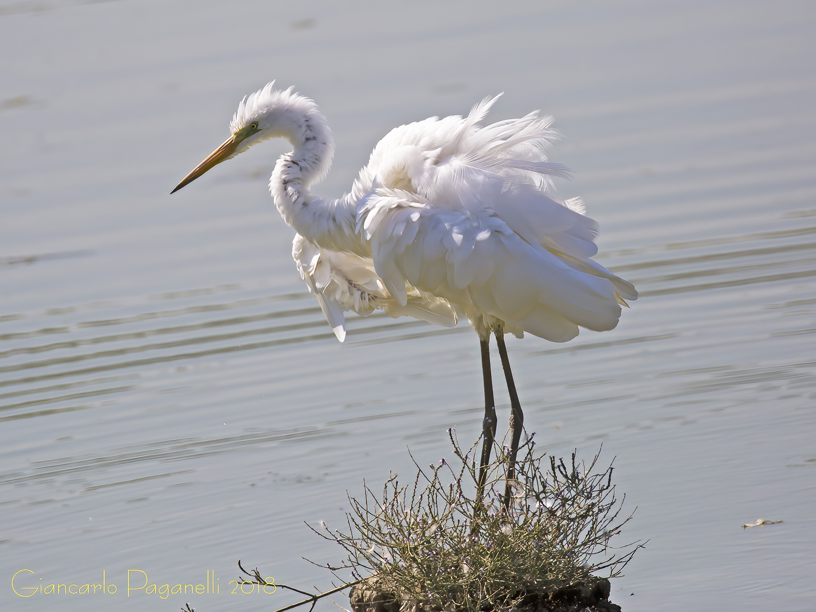 Airone bianco maggiore