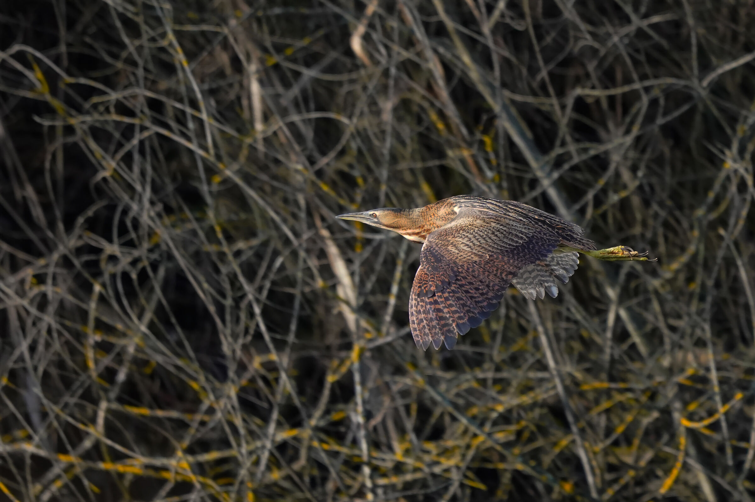 il volo del tarabuso