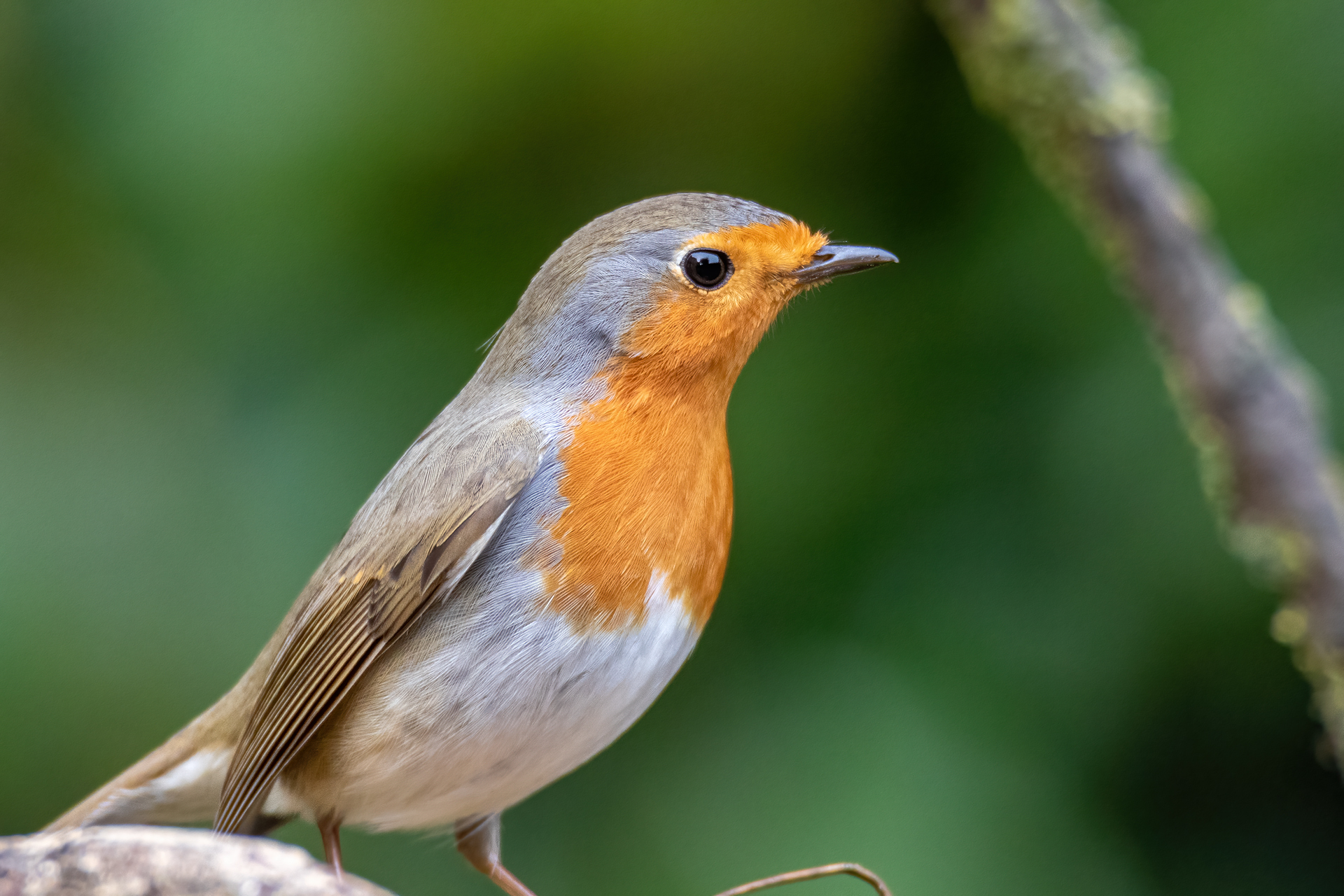 Robin (Erithacus rubecula) - roost test