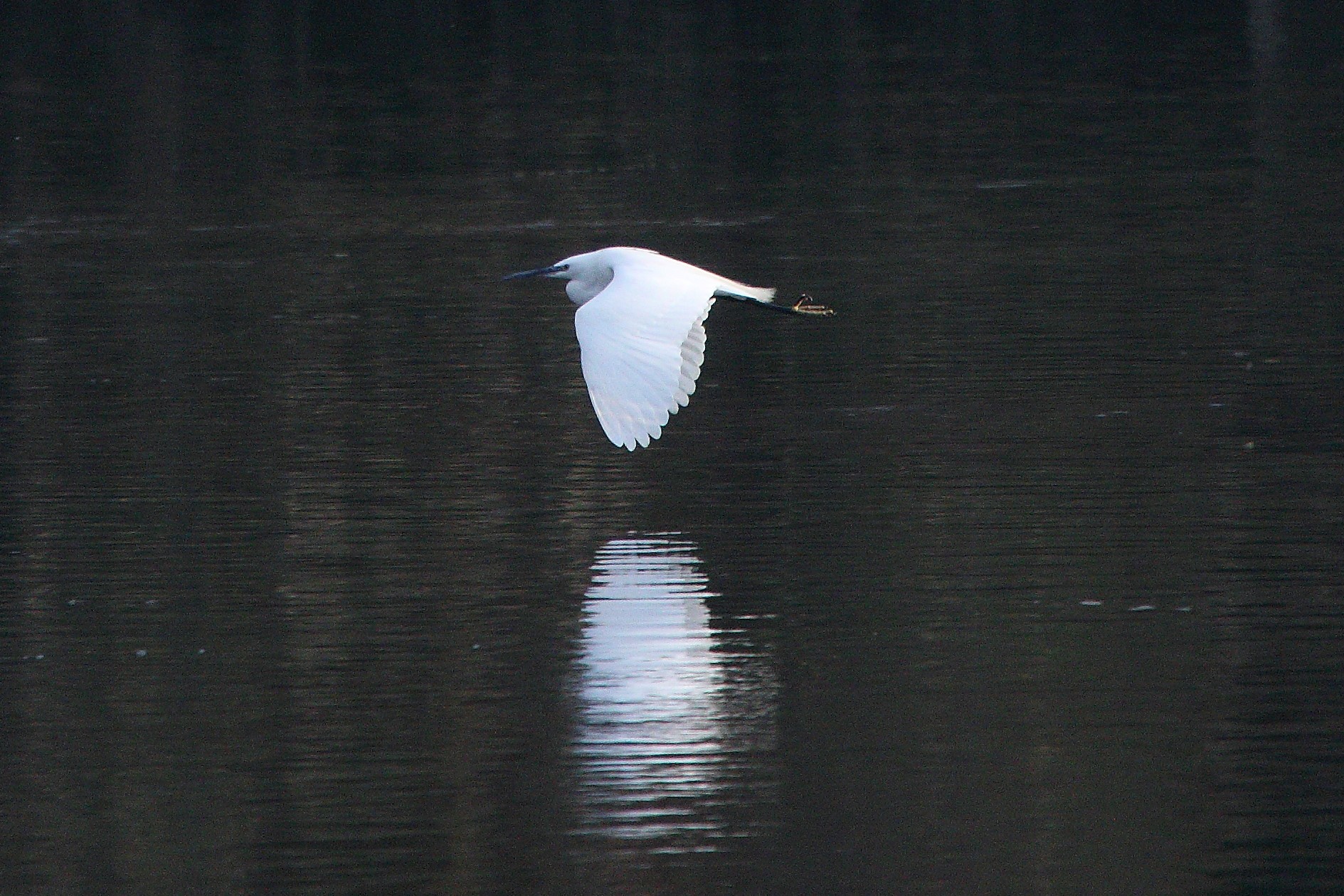 egret