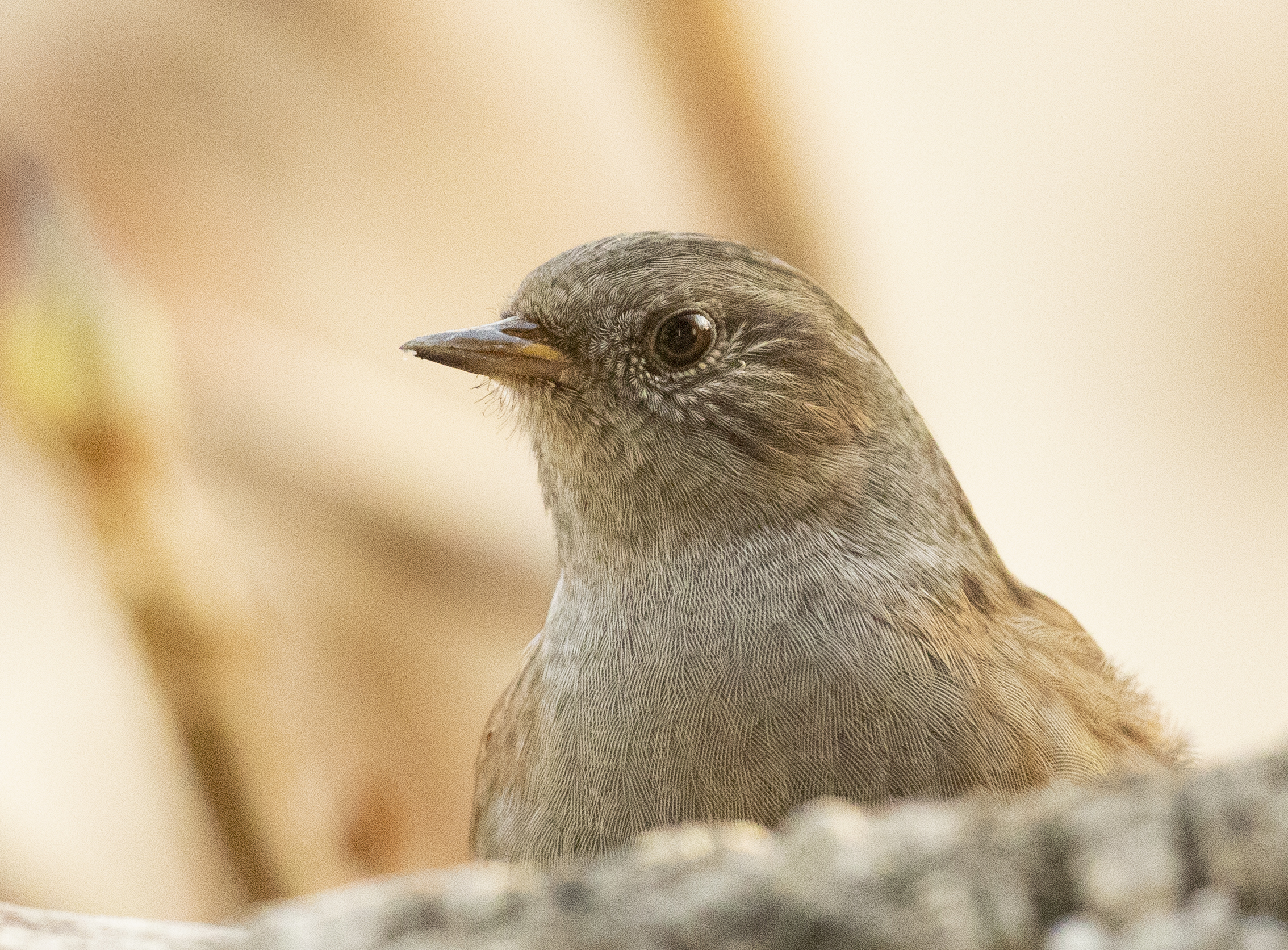 Portrait of flounder scopaiola