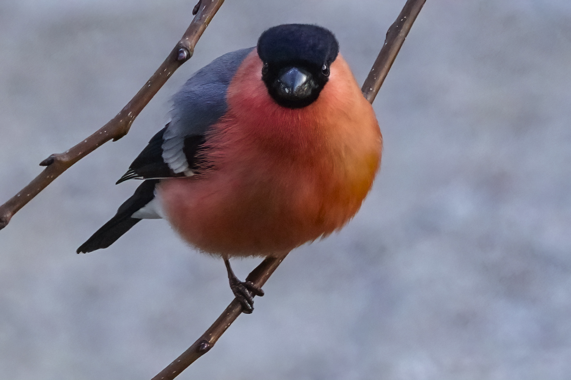 Eurasian bullfinch