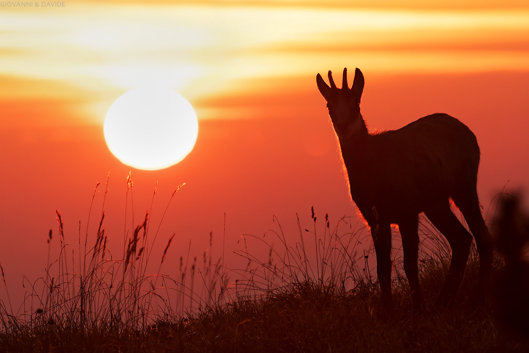 ... AL sorger del sol...