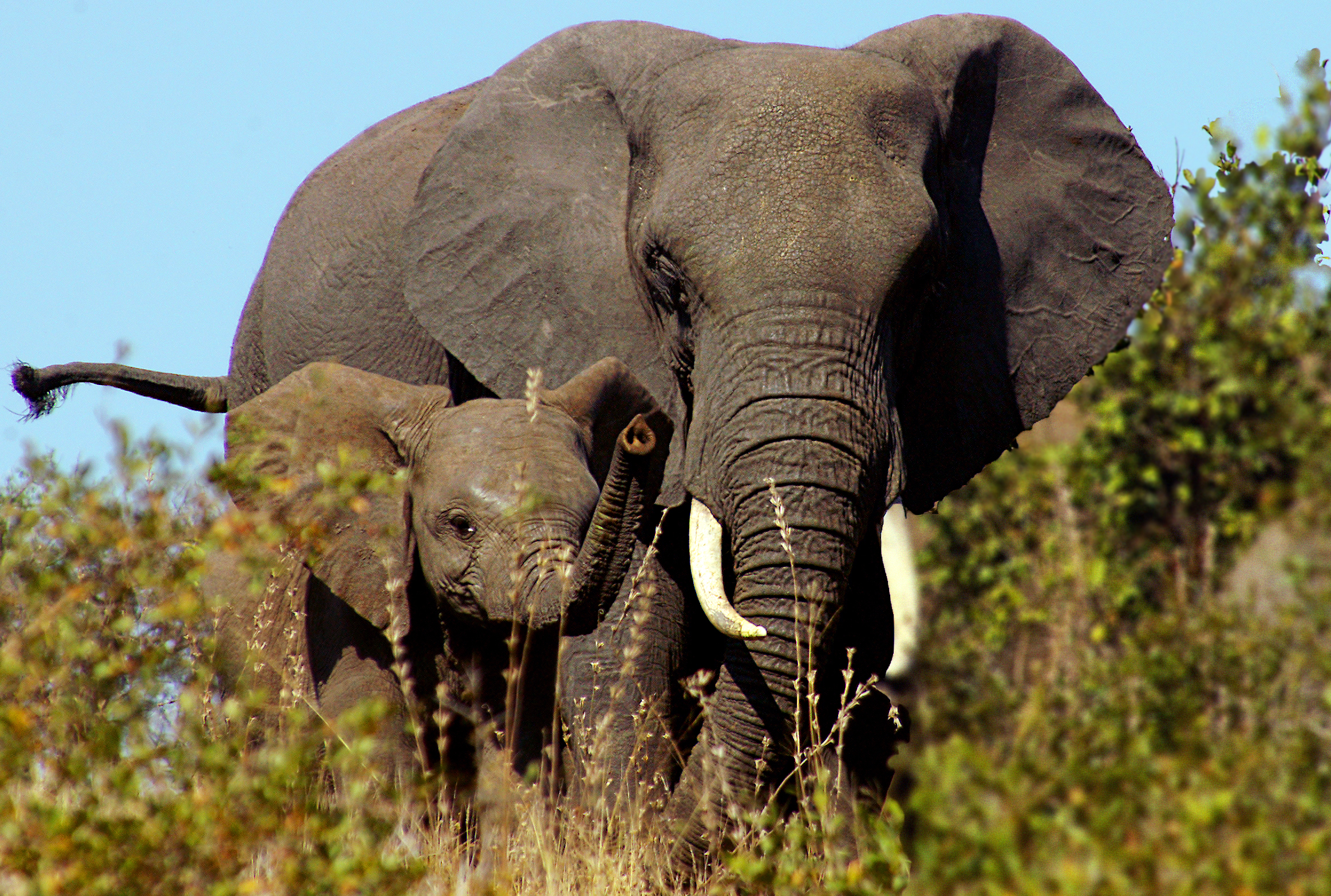 Mternal, Sudafrica