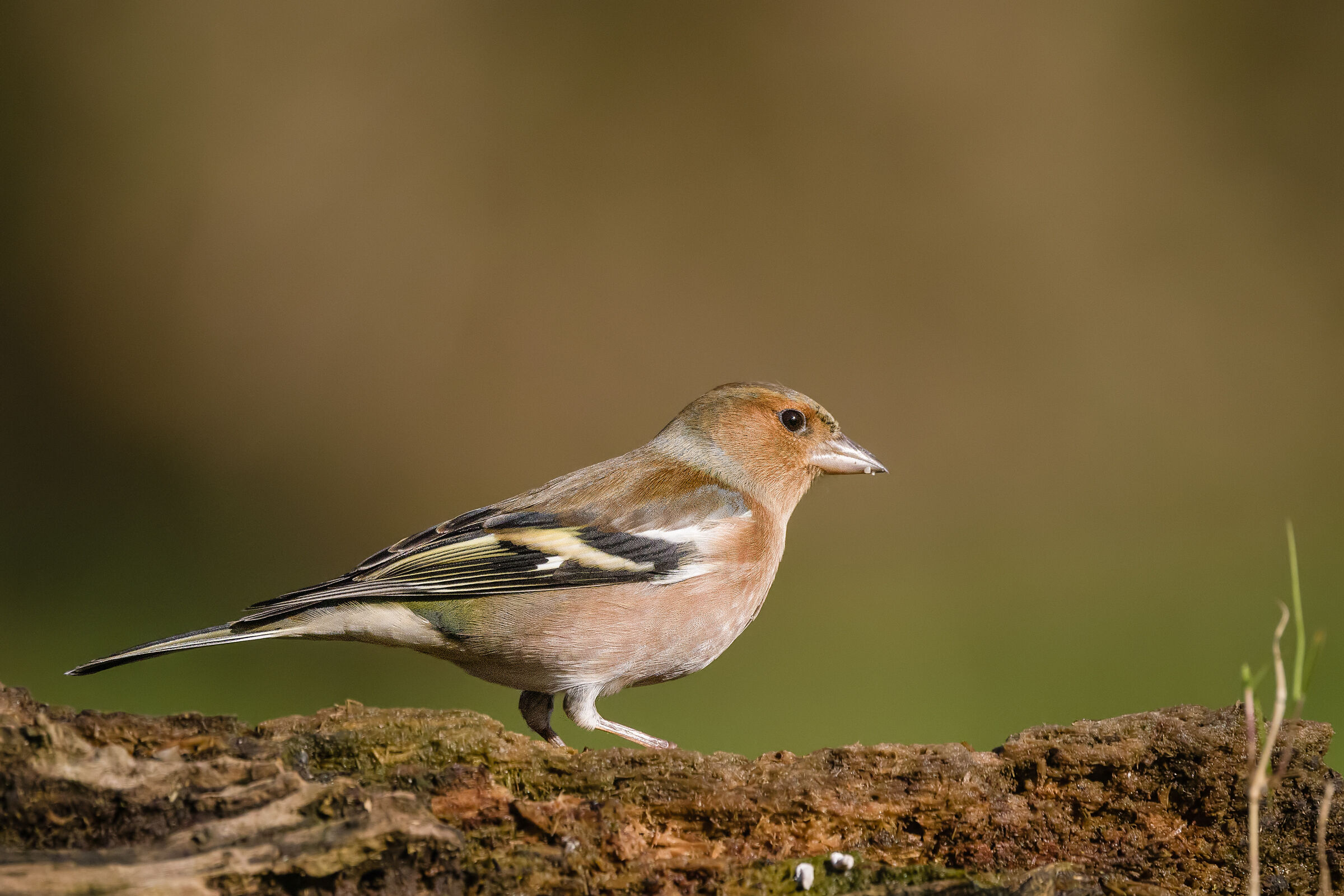 Fringilla coelebs