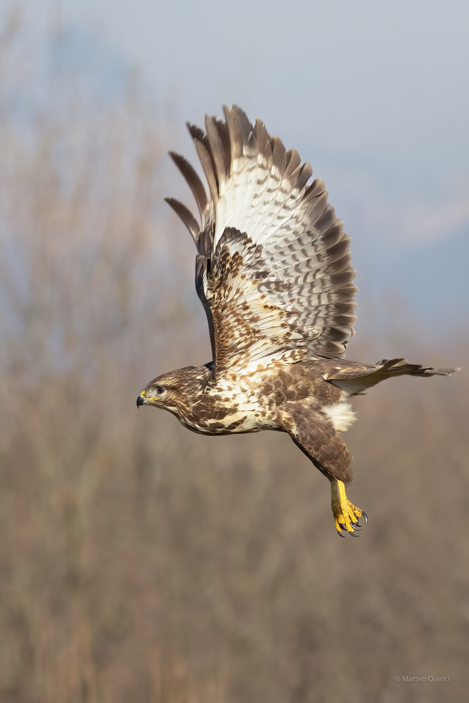 Buzzard