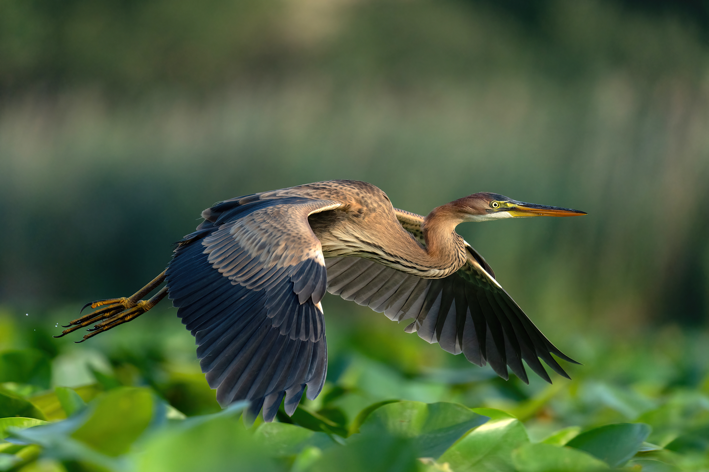 Volo sopra le ninfee