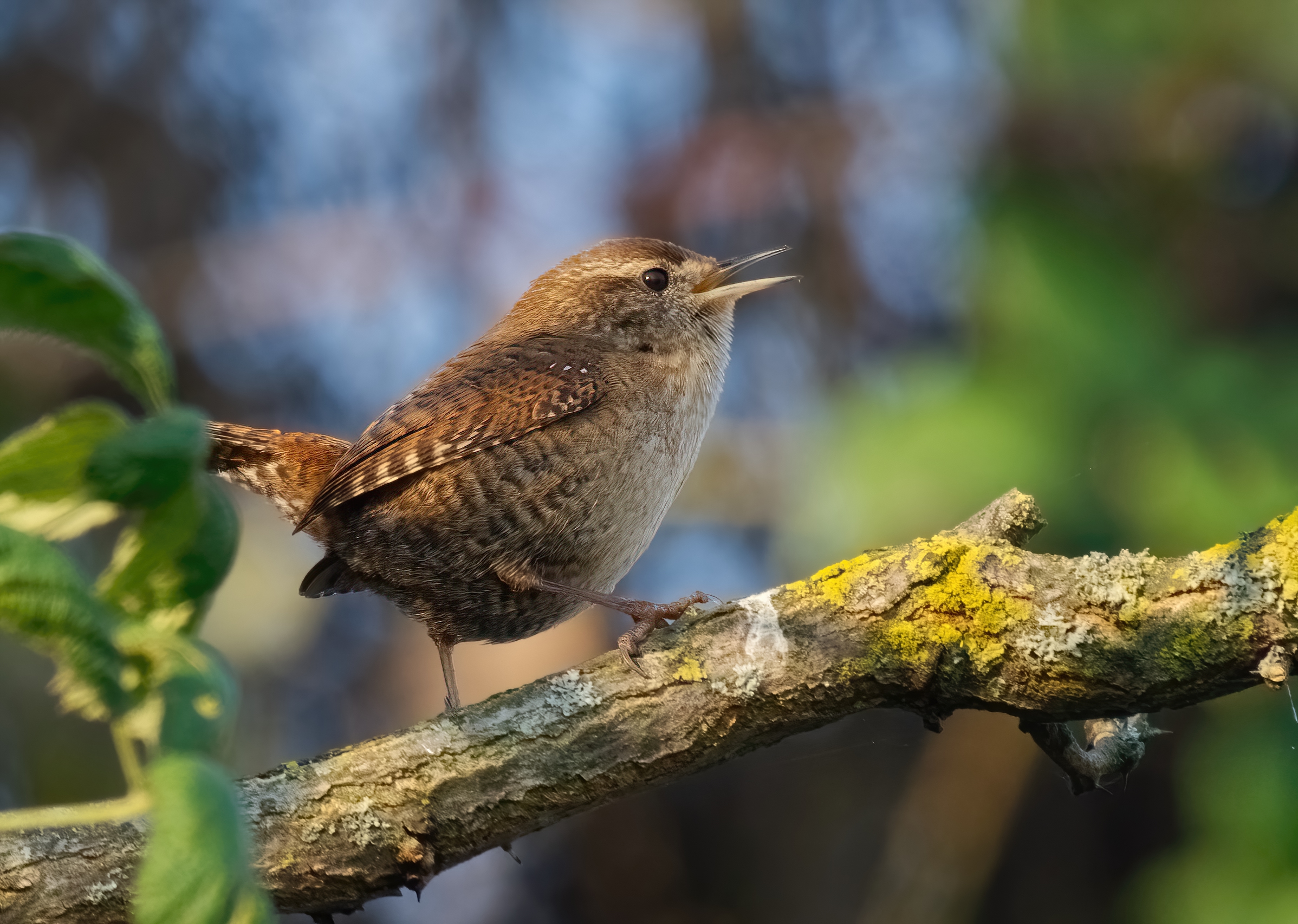 Happy New Year to all the friends of Juza