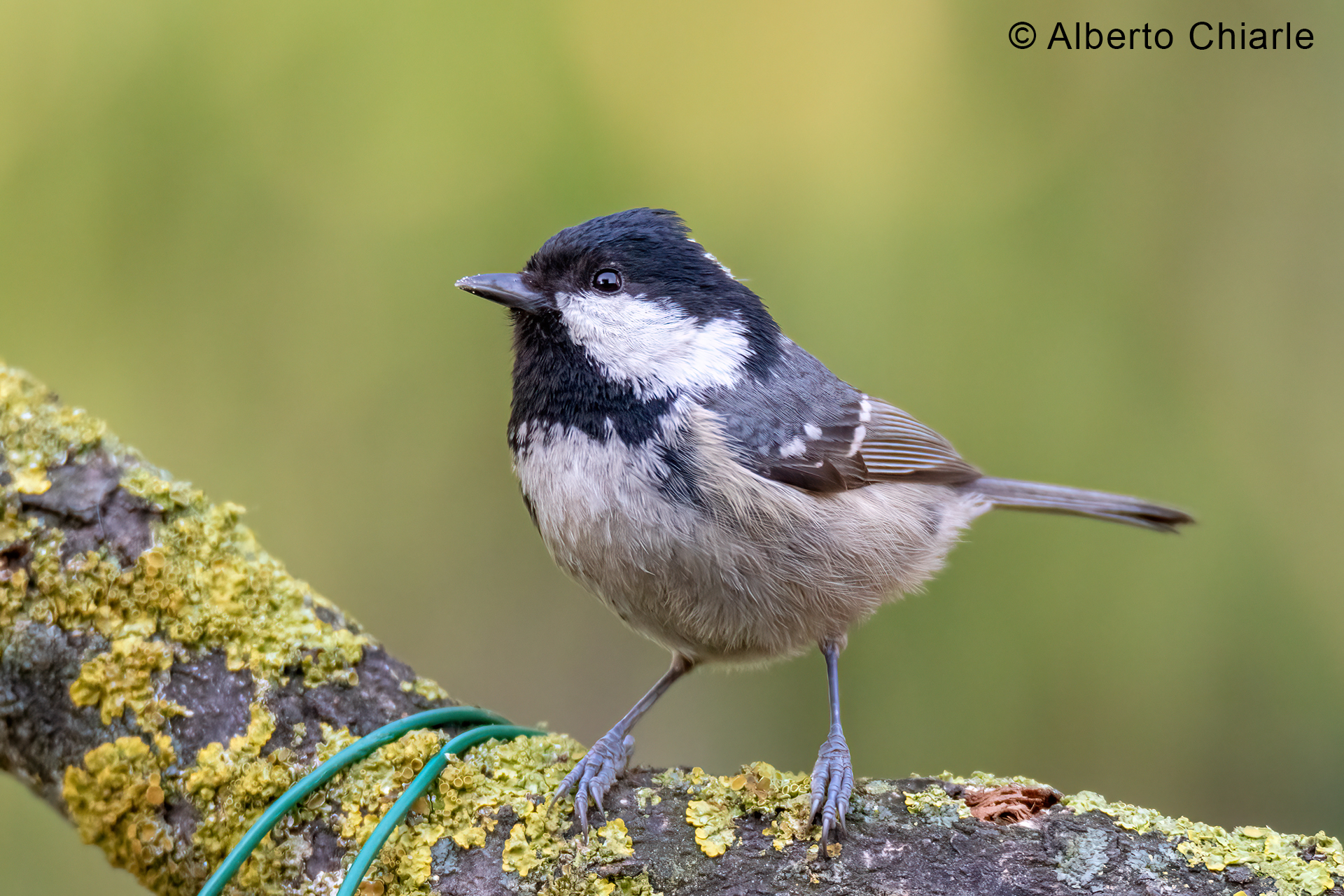 Blackberry (Periparus ater)