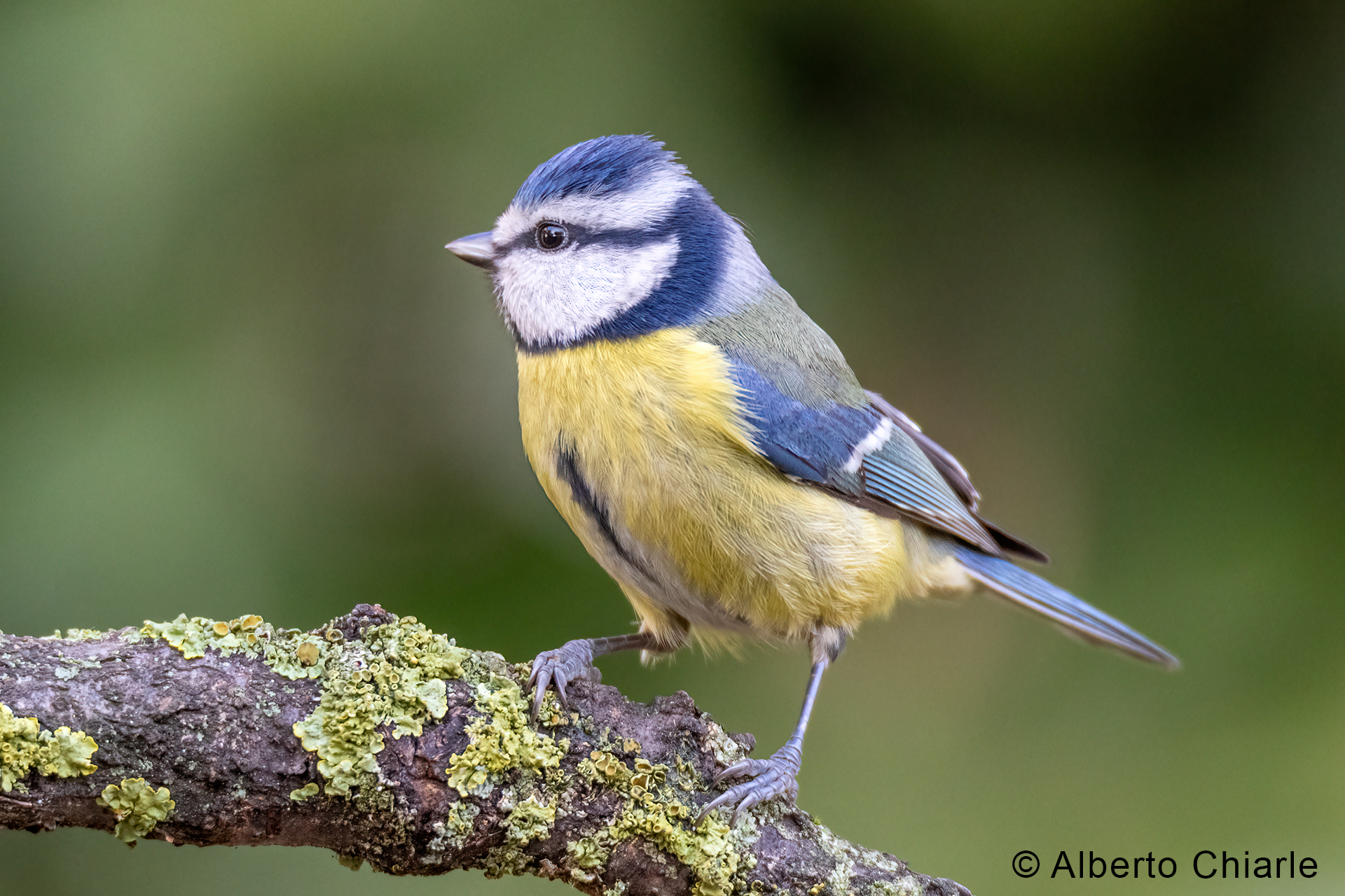 (Cyanistes caeruleus)