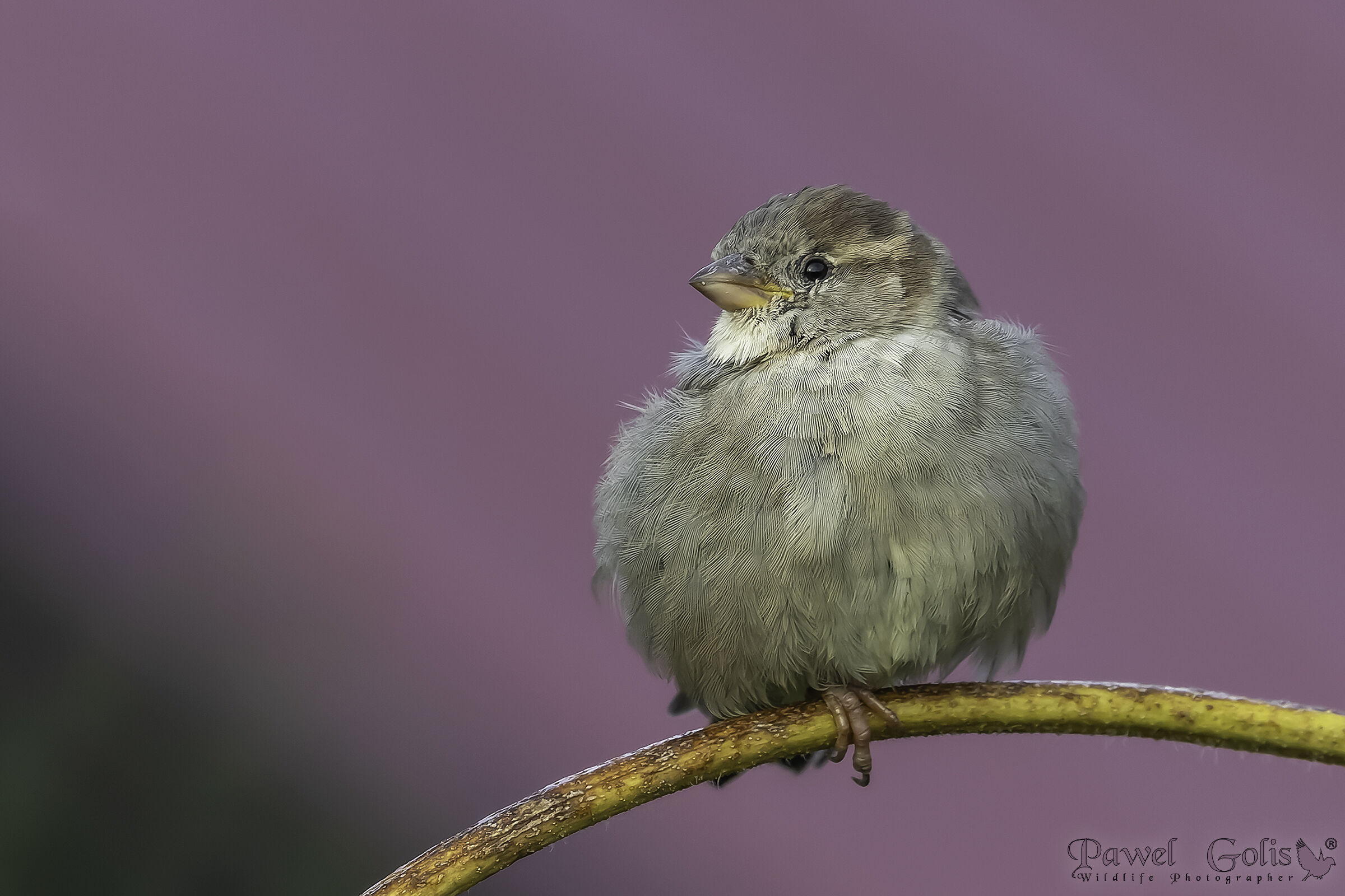 Passero domestico (Passer domesticus)