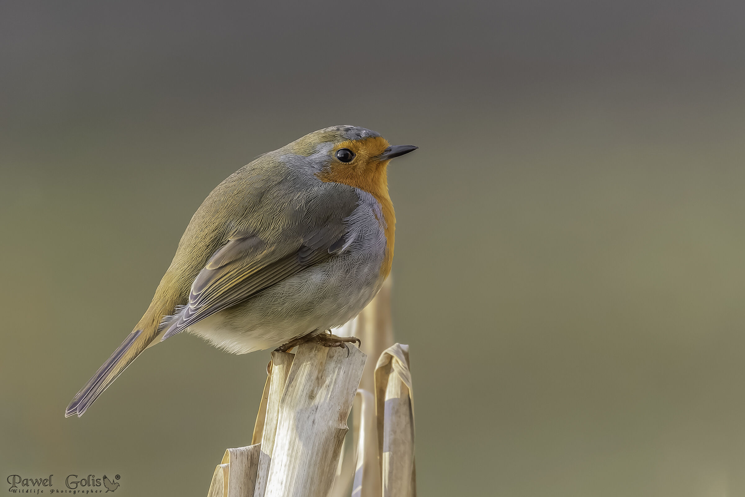 Pettirosso europeo (Erithacus rubecula)