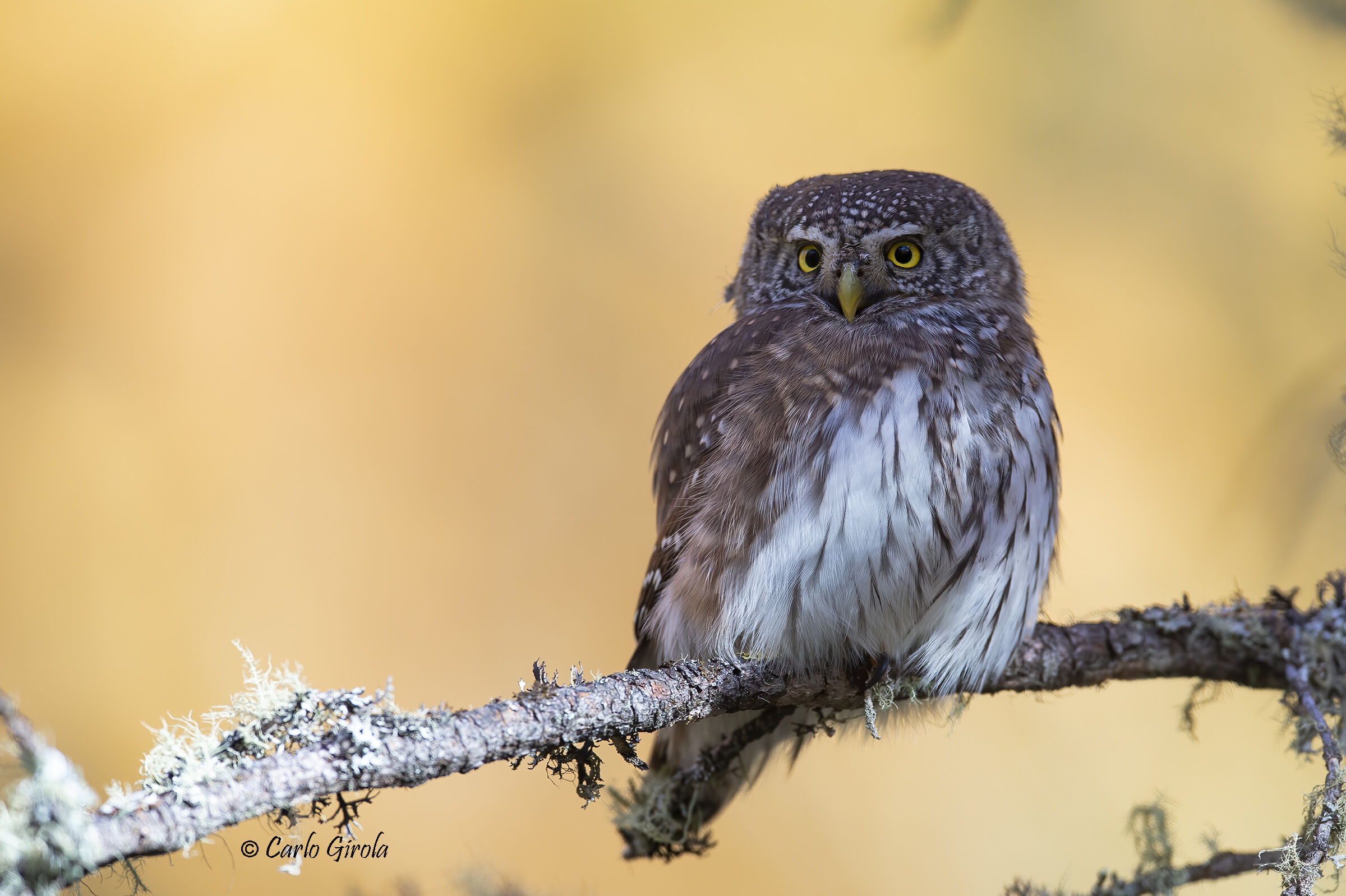 Dwarf owl (Glaucidium passerinum)
