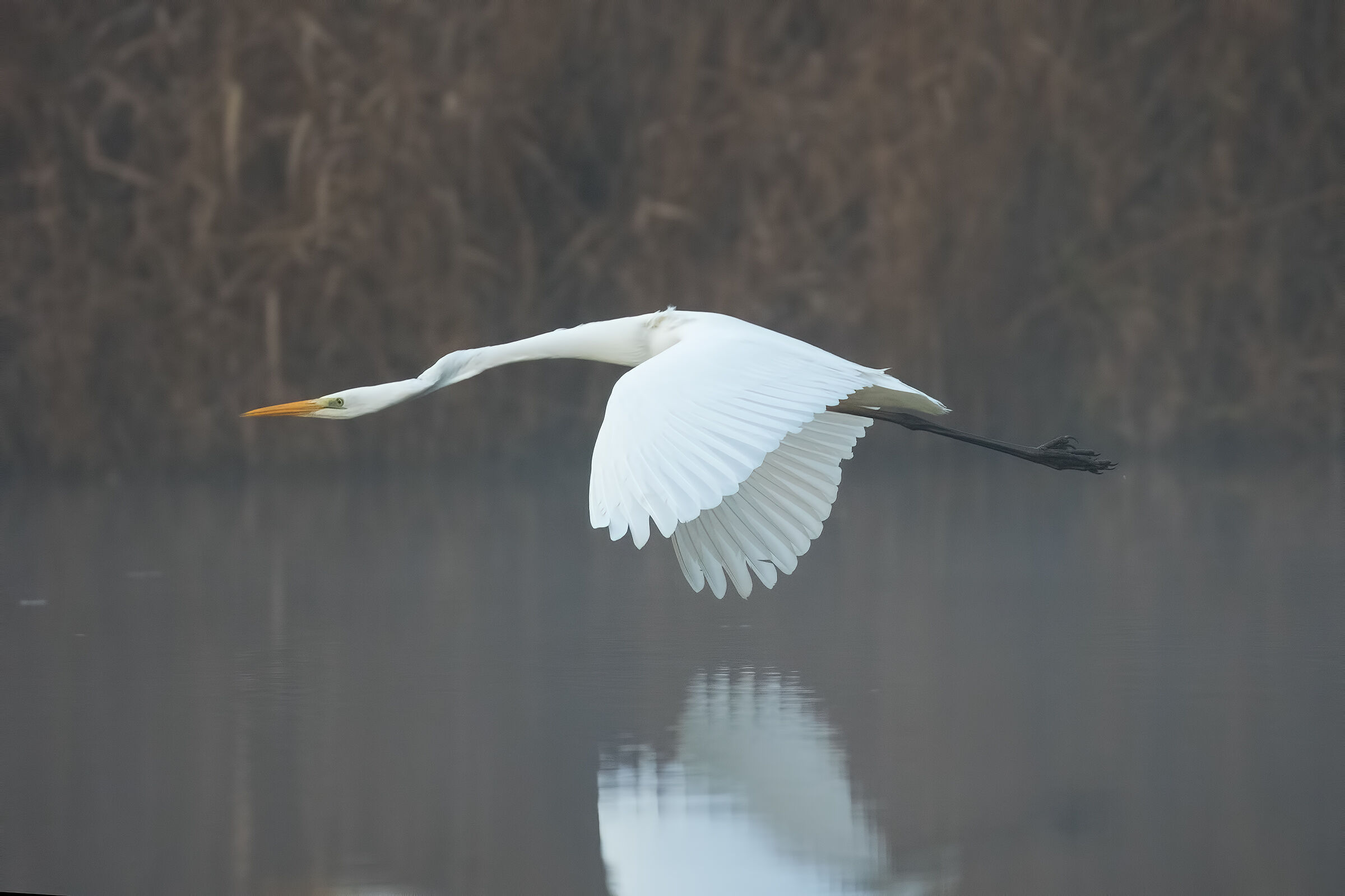 Volo Radente nella Nebbia (Airone Bianco Maggiore)