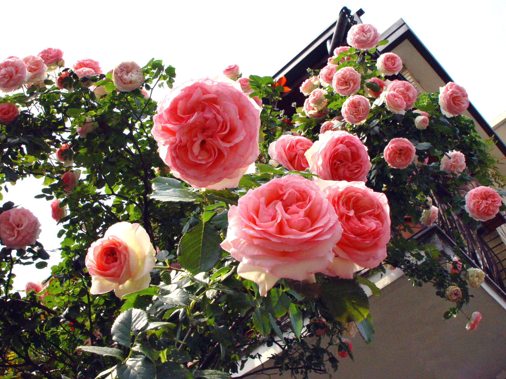 Pericolo caduta rose