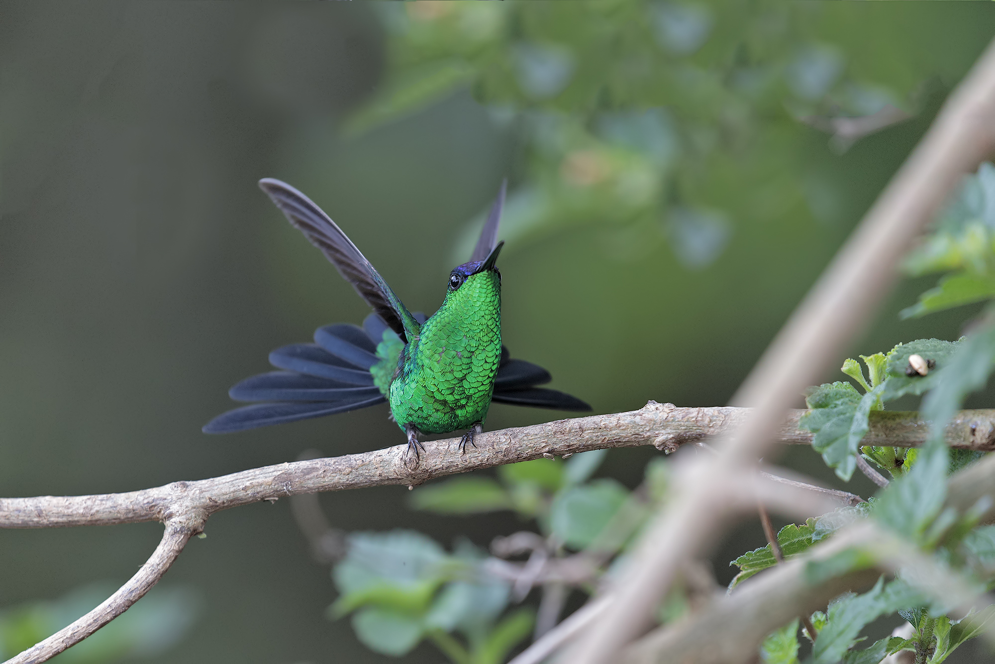 Blue-headed nymph