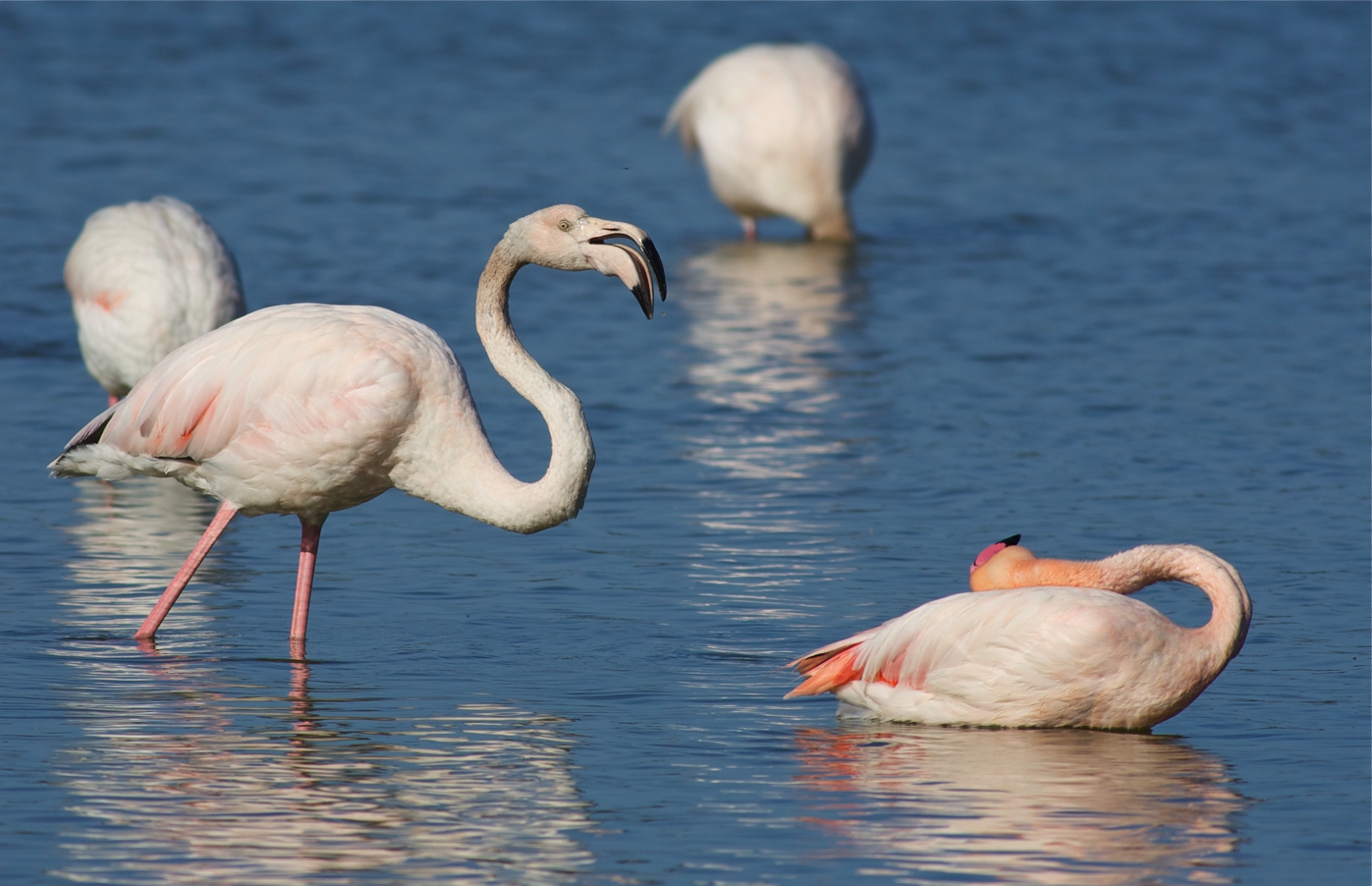 fenicotteri