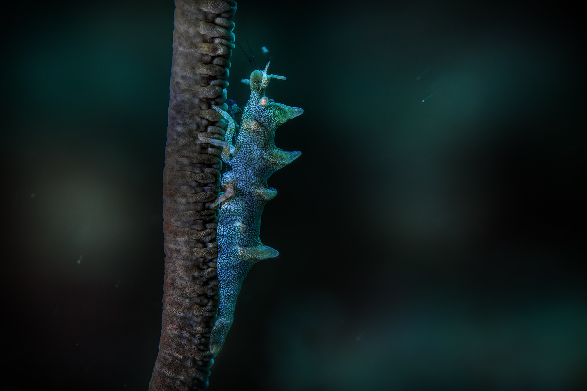 Miropandalus hardingi dragon shrimp