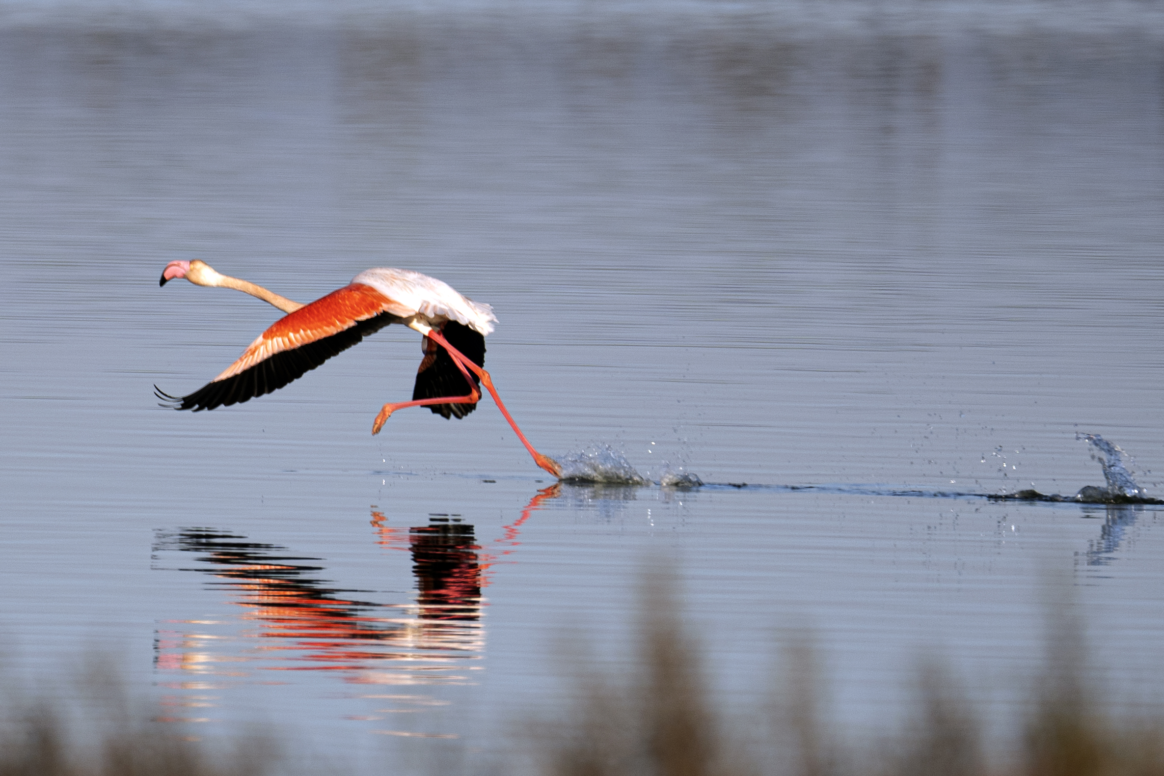 Pink Flamingo